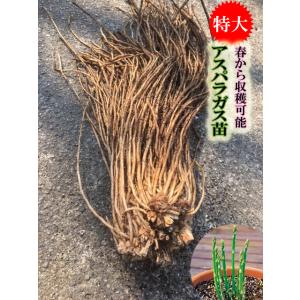 L1株 特大！ アスパラガス苗 Lサイズ 素掘り苗 1株 栽培説明書付