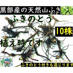 姫川薬石季節の山菜山菜苗の専門店 薬石苑 - Yahoo!ショッピング