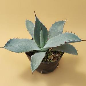 多肉植物 アガベ 王妃笹の雪 A型 7.5〜9cmポット苗 : やましち山野草