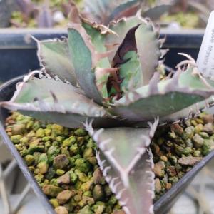 多肉植物 アガベ 王妃笹の雪 A型 7.5〜9cmポット苗 : やましち山野草