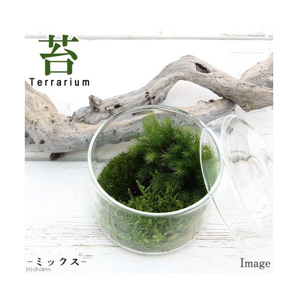 チャーム（charm） （観葉植物）苔テラリウム 苔ミックス 蓋付カップL