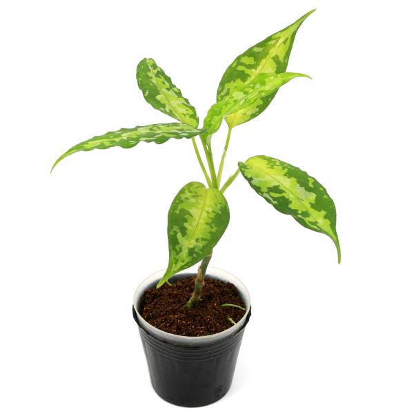 テラリウム）一点物 アグラオネマ ピクタム アチェ産（435906