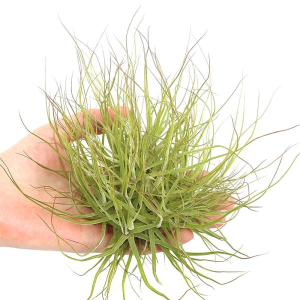 チャーム（charm） （観葉植物）エアープランツ チランジア シー