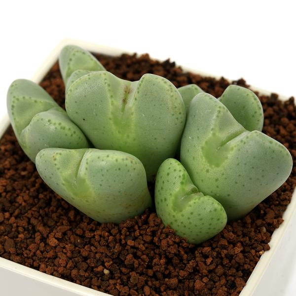 多肉植物）コノフィツム 桃園 3号（1鉢） : チャーム charm ヤフー店