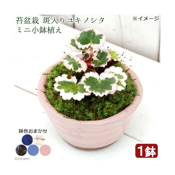チャーム（charm） （山野草）苔盆栽 斑入りユキノシタ ミニ小鉢植え
