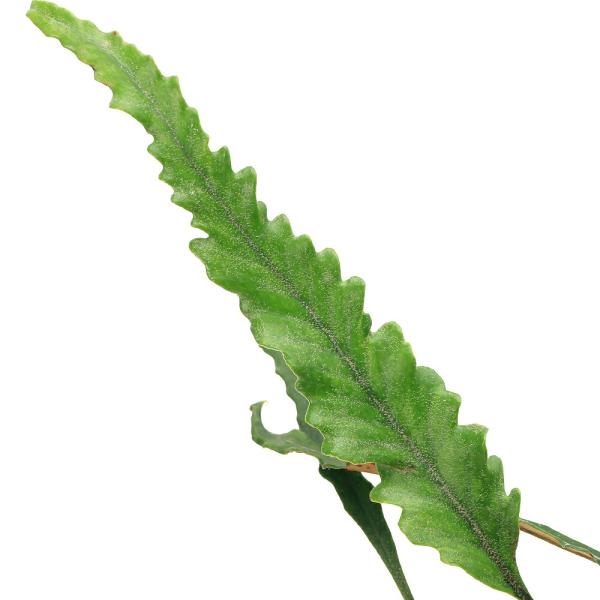 チャーム（charm） （山野草）シダ（羊歯）ノコギリ葉ヒトツバ 3号