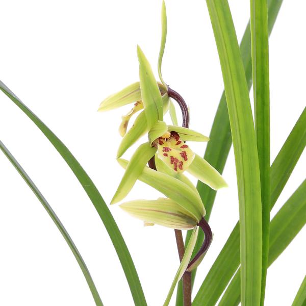 山野草）カンラン（寒蘭） 青花品種 平城（ヘイジョウ） 3号（1