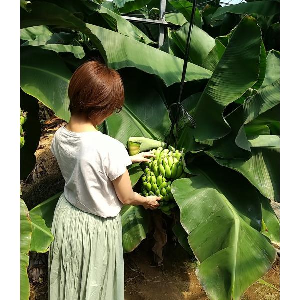 スーパードワーフキャベンディッシュ バナナ苗 20cm スリット鉢