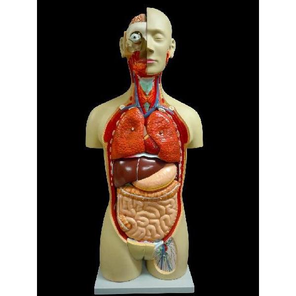 人体模型 内臓 臓器 全身 等身大全身内臓トルソー アルティメットEX
