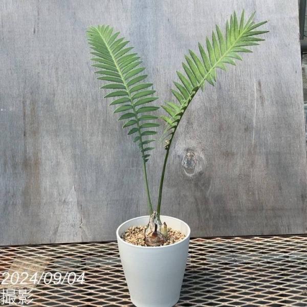 akatsukagarden_n10006688