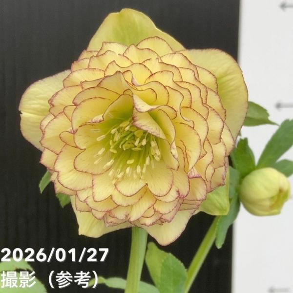 お買い得一点物咲き進み株】加藤農園 多弁クリスマスローズ