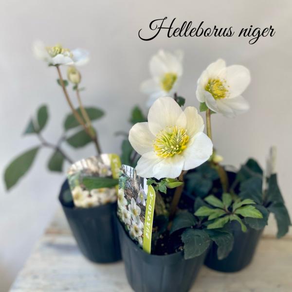 クリスマスローズニゲル3号ポット苗 : a.k.g - 通販 - Yahoo!ショッピング