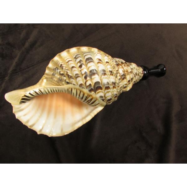 三島屋楽器店 法螺貝（ホラ貝） 特大 (約43センチ） 唄口付NO.44011