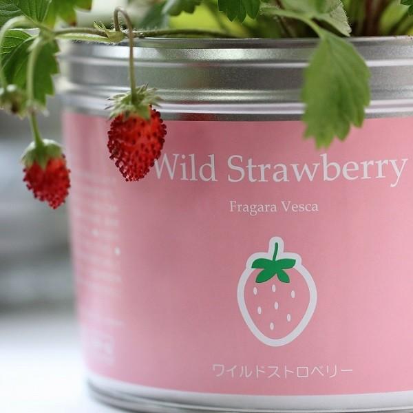 リトルガーデンプロ ワイルドストロベリー 花、ガーデニング 種、種子
