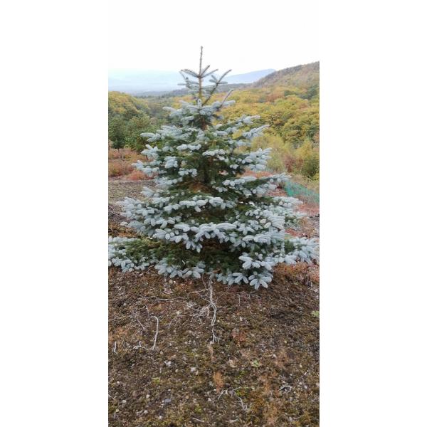 araragi-en_hopusii-h200