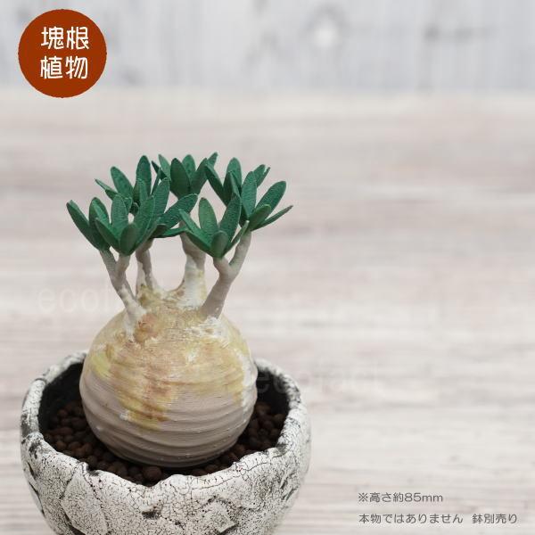 フェイクグリーン 3D フィギュア グラキリス パキポディウム リアル