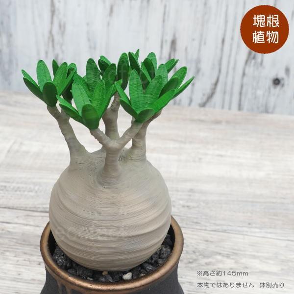 フェイクグリーン 3D フィギュア パキポディウム グラキリス ノーマル