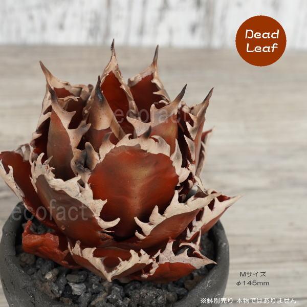 フェイクグリーン 3D フィギュア アガベ チタノタ レッドキャット