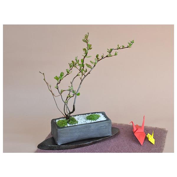 盆栽 雲龍長寿梅 ミニ盆栽 ミニ うんりゅうばい 花ギフト 敬老の日