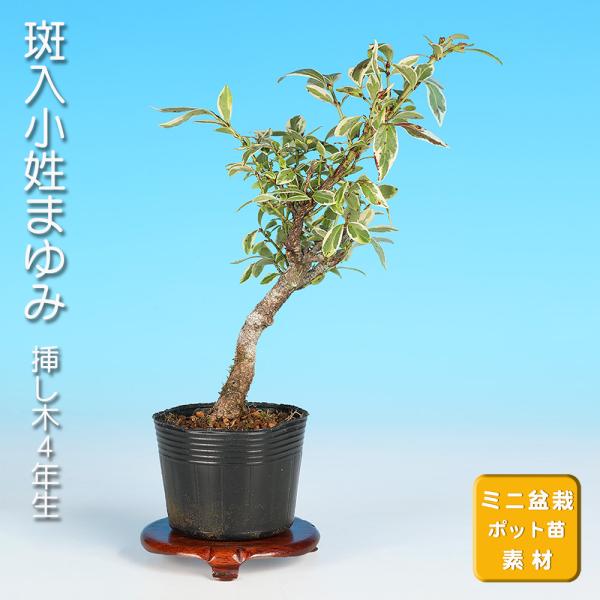 盆栽 斑入小性まゆみ こまゆみ コマユミ 小品盆栽 ミニ盆栽 雑木 実物