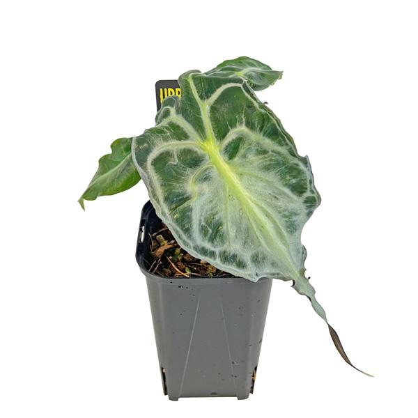 アロカシア ヴェノム 3号 アーバンジャングル Urban Jungle Alocasia