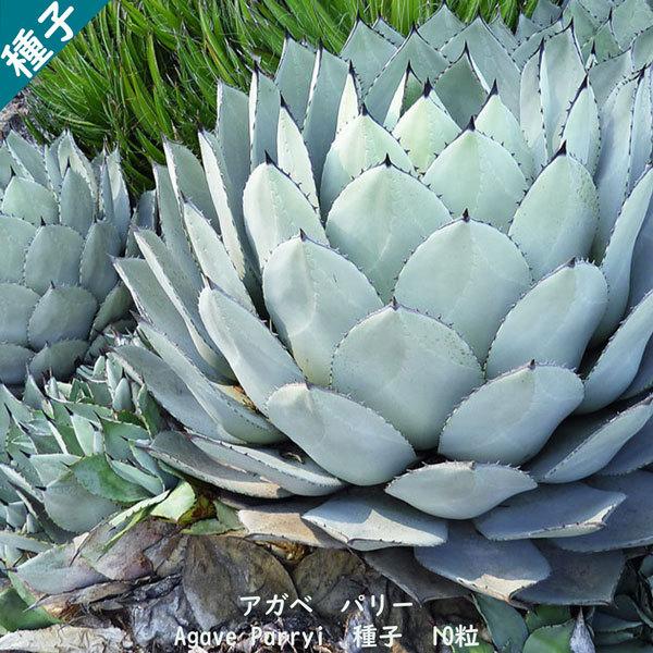 多肉植物 種子 種 アガベ パリー Agave parryi ssp. Parryi 吉祥天