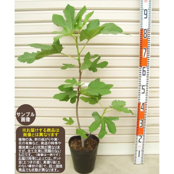 アーチペル】 苗 イチジク [果樹苗木・無花果・いちじく] : ガーデン