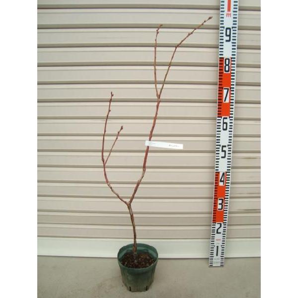 チャンドラー】 接木苗 ノーザンハイブッシュ系・ブルーベリー [果樹