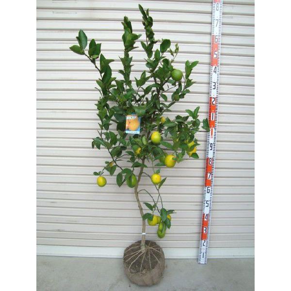 マイヤーレモン】 3年生接木苗 大苗 レモン ※納期指定:発送予定