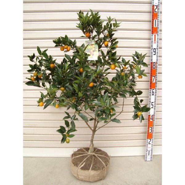 プチマル】 3年生接木苗 大苗 キンカン 金柑 ※納期指定:発送予定