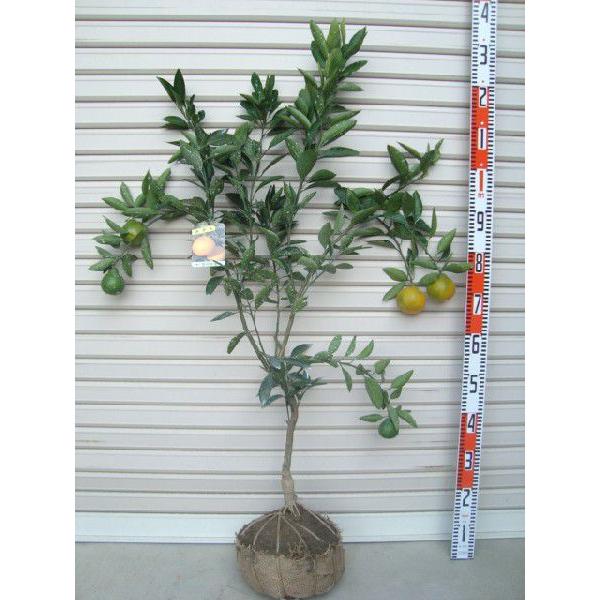 宮川早生】 柑橘大苗 3年生接木苗 温州みかん ※納期指定:発送予定