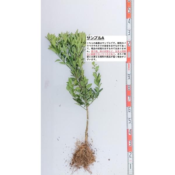 津之輝】 素掘り苗 接木苗 2年生 雑柑 ※納期指定:発送予定2026年