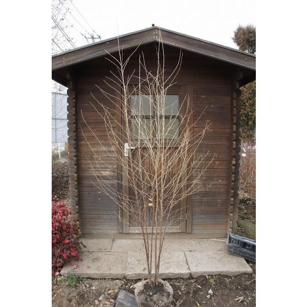 エゴノキ 株立 樹高2.0m前後 露地苗 シンボルツリー 落葉樹 : ガーデン