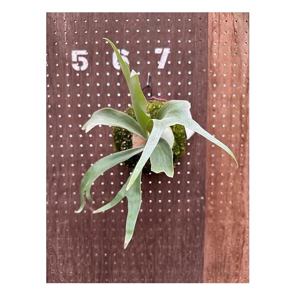 gekihana_gro-ice-age3