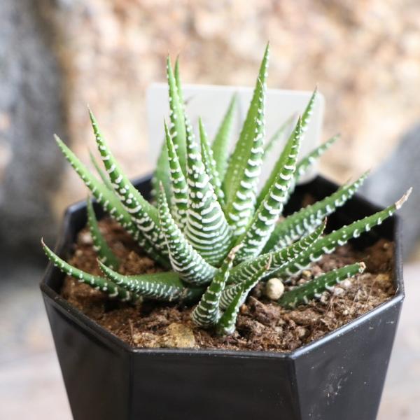 gp-yamacho_haworthia48
