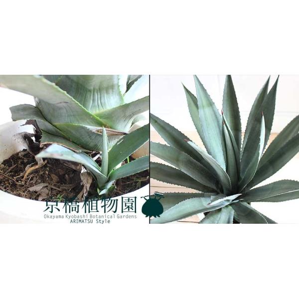 アガベ / アオノリュウゼツラン 10号 : 花のアリマツ Yahoo!店 - 通販