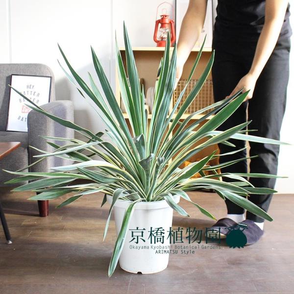 ユッカ・グロリオサ・バリエガータ 8号 : 花のアリマツ Yahoo!店