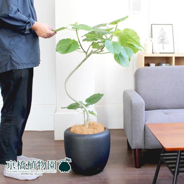 フィカス・ウンベラータ 曲がり 7号【カンサラ鉢カバー付き/ブラック