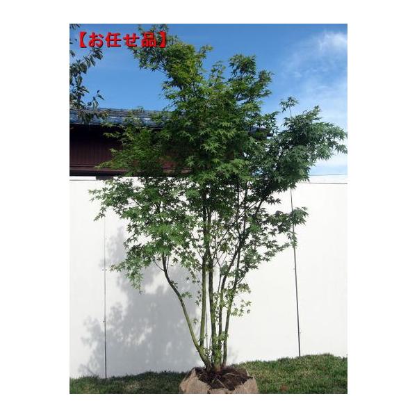 イロハモミジ 株立 樹高2.0m前後(根鉢含まず） シンボルツリー 落葉樹