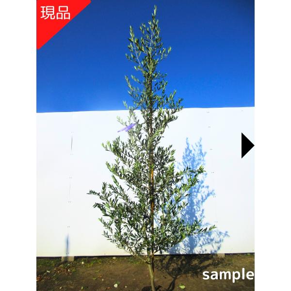 現品発送 オリーブの木(レッチーノ) 樹高1.5m-1.8m(根鉢含まず) 8号
