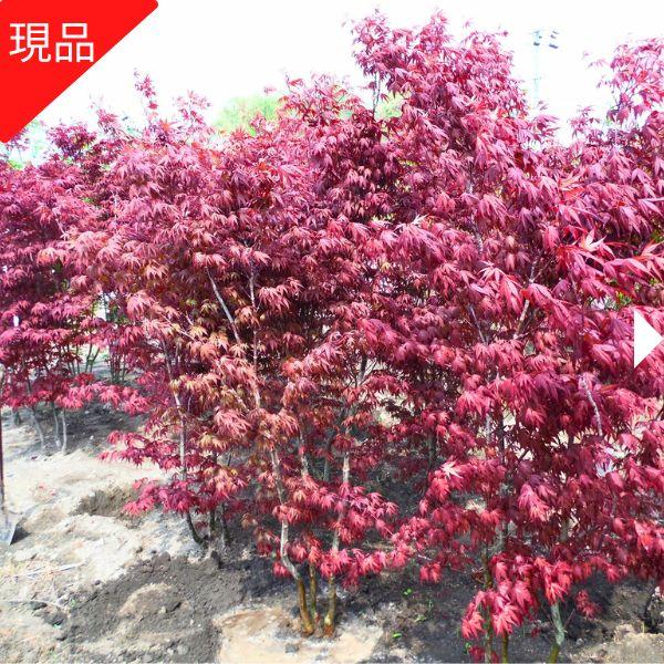 現品発送 野村モミジ ノムラモミジ 株立ち 樹高1.7-1.9m(根鉢含まず