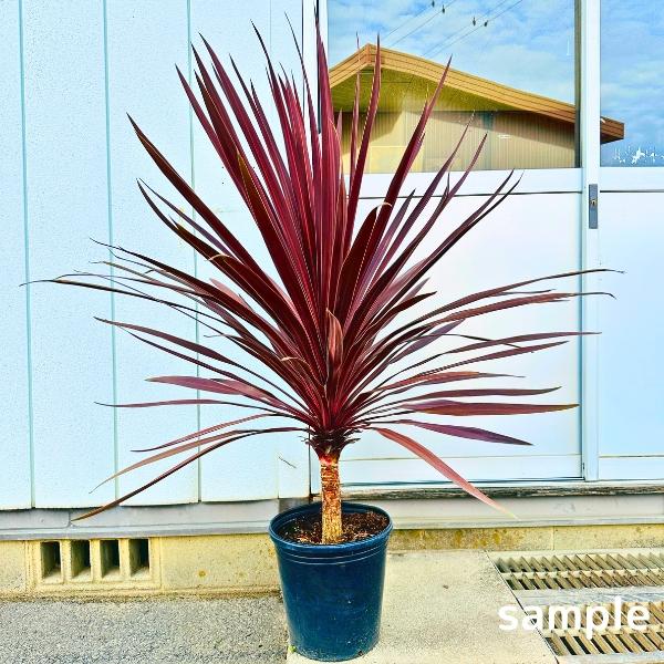 コルジリネ コルディリネ レッドスター9号 樹高1.2m以上(鉢底から