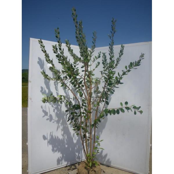 daifukujyubyou_fay25k