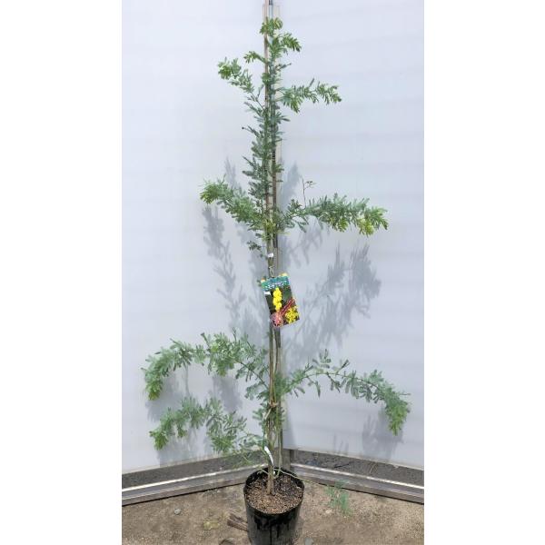 ミモザアカシア 約1.5m 特大植木苗木 ギンヨウアカシア 銀葉アカシア
