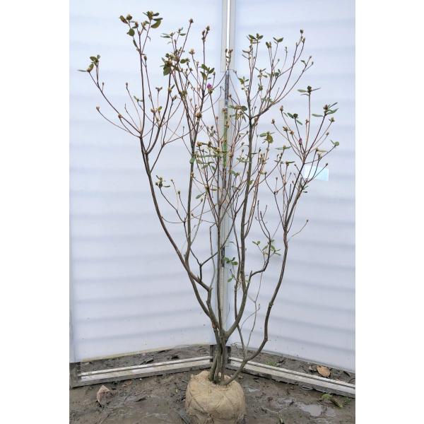 希少品種 ツツジ 良形の極上株 フジムスメ 499 樹高80cm位