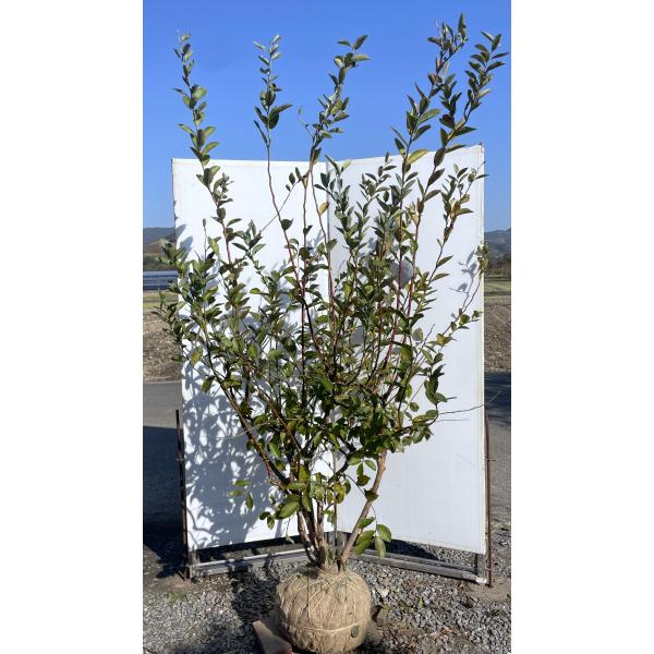 ブルーベリー コロンブス 株立ち 約2.2m 超特大株 一点物 植木 苗木