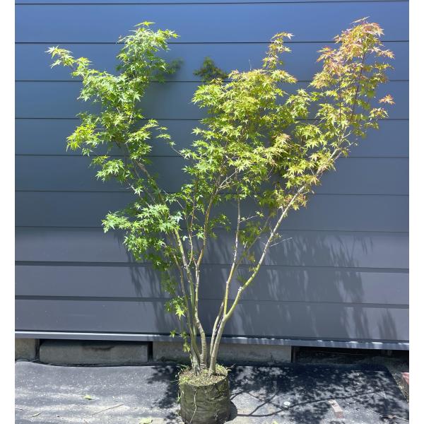 山採り　ヤマモミジ　株立ち　美幹　自然樹形　【品番3525】