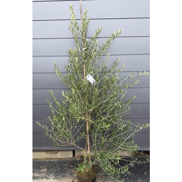 オリーブの木 ミッション 約1.8m 現品発送 特大株 苗木苗木大苗