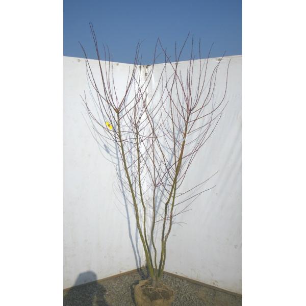 山モミジ 株立ち 約2m 特大株 規格販売 植木 苗木 大苗 お買い得なお