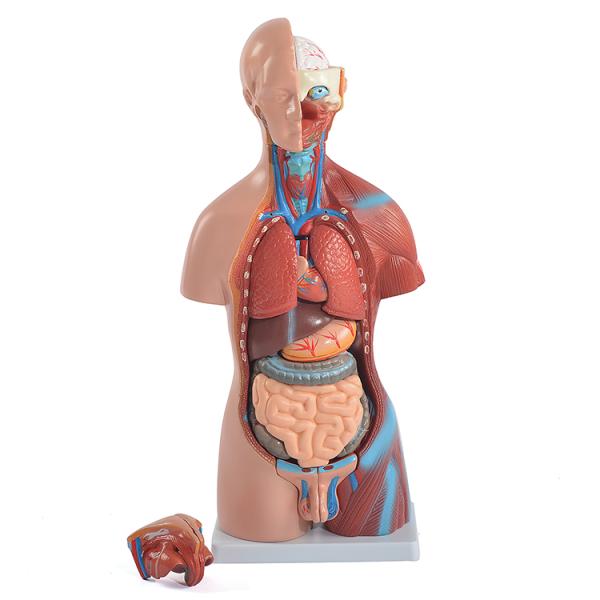ユニセックス人体模型GX-205 お腹の見える人体模型46cm 23パーツ
